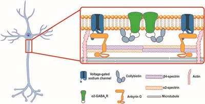 Inhibitory Synapse Formation at the Axon Initial Segment